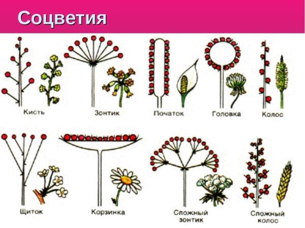 Щиток биология соцветие