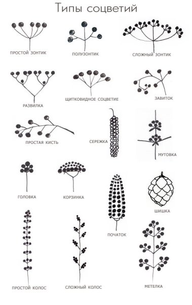 Схема сложного соцветия метёлка