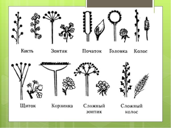 Схема соцветия сложный щиток