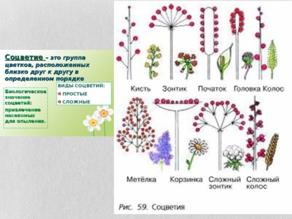 Соцветия кисть головка метелка