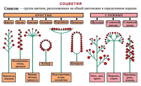 Схемы соцветий с примерами растений
