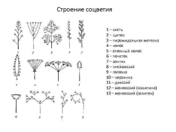 Ситиодиальное соцветие