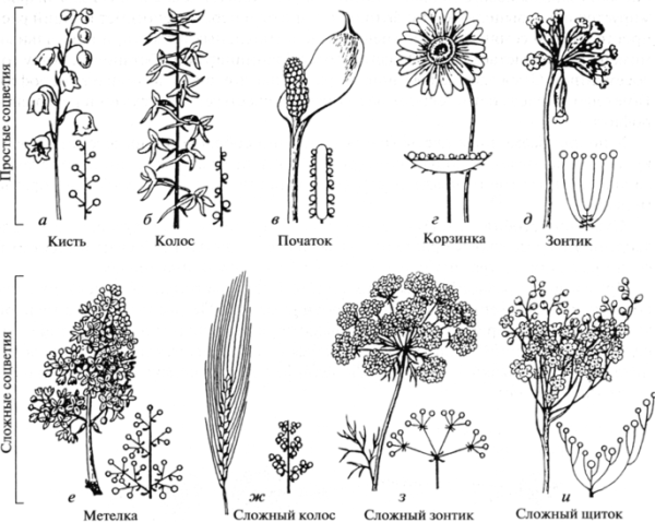 Фрондозное соцветие