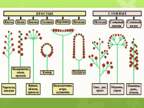 Таблица соцветия биология 6 класс
