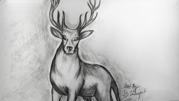 Олень рисунок большой размер