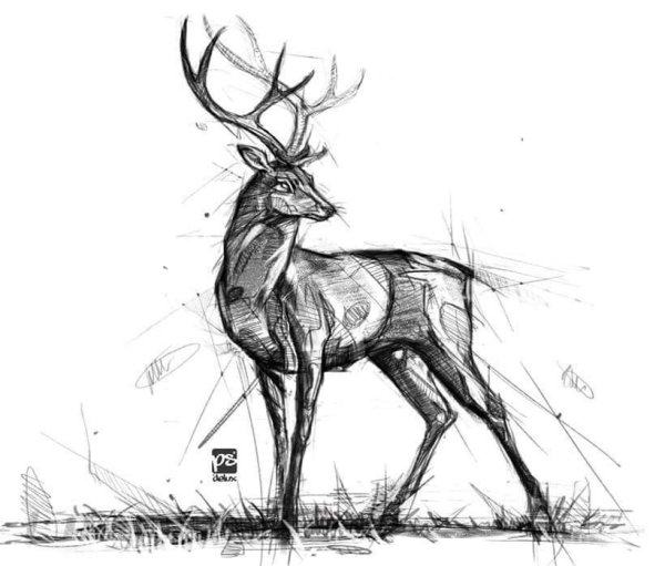 Зарисовки оленя
