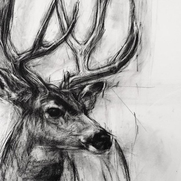 Олень арт карандашом