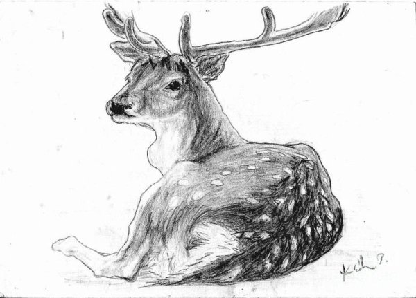 Олень рисунок карандашом для срисовки