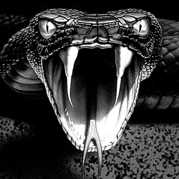 Гюрза Vipera lebetina