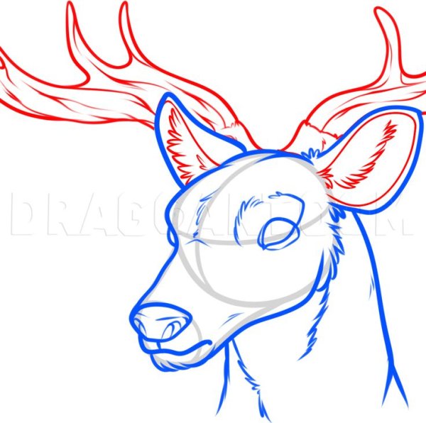 Олень поэтапное рисование морда