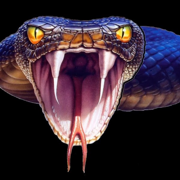 Змея Королевская Кобра злая