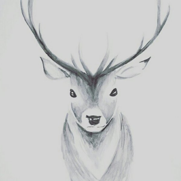 Олень для срисовки карандашом