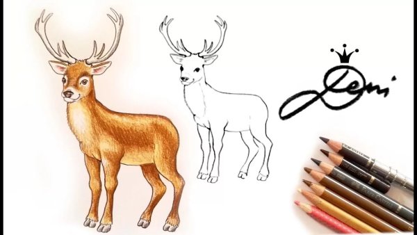 Как нарисовать оленя