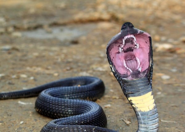 Самая опасная змея