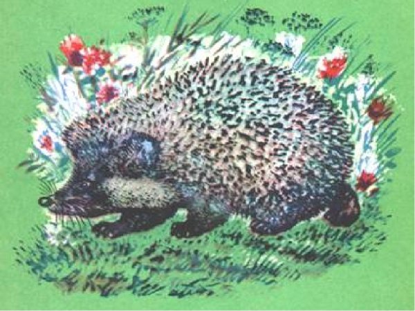 Е Чарушин иллюстрации к рассказу ёж