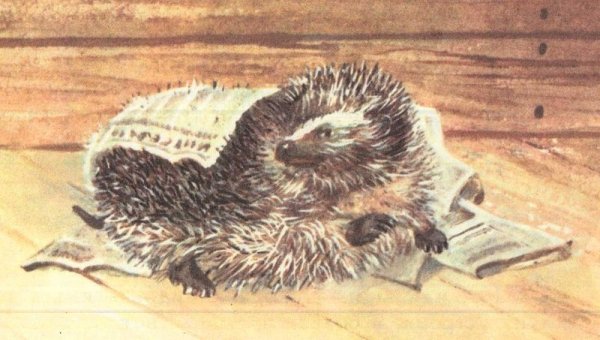 Пришвин еж
