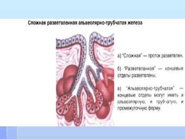 Строение железы альвеолярно-трубчатой