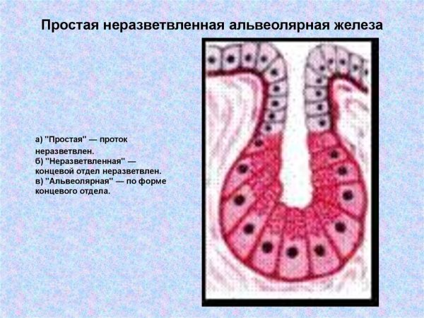 Сложная разветвленная альвеолярная железа