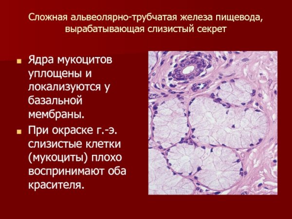 Экзокринные железы трубчатые альвеолярные