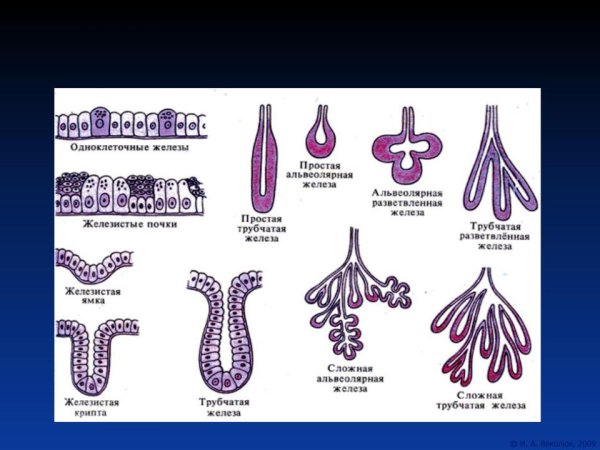 Одноклеточные железы