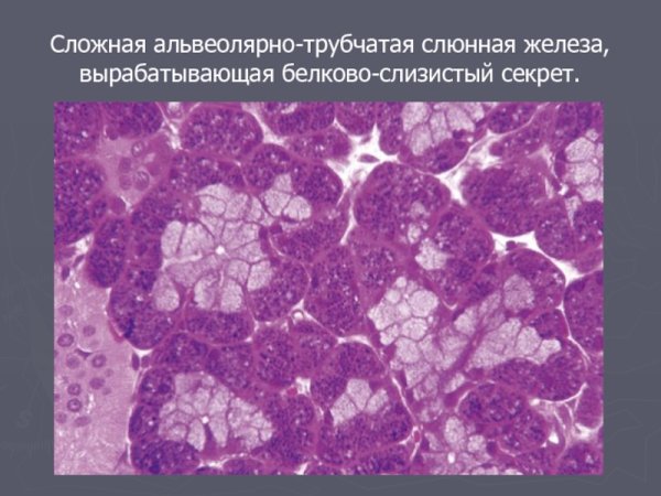 Общий план строения экзокринных желез