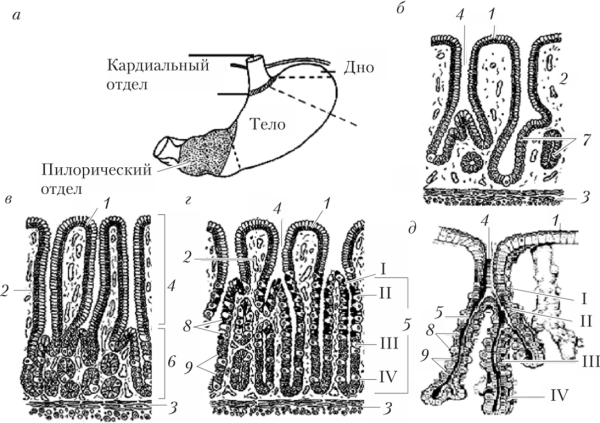 Железистый эпителий схема