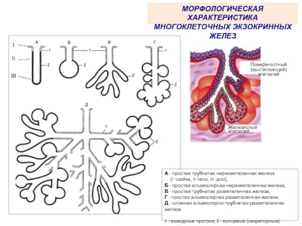 Простая трубчатая железа