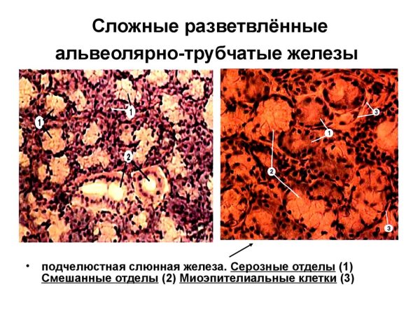 Железы пищеварительного тракта
