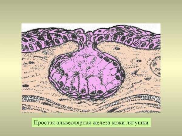 Трубчатые экзокринные железы