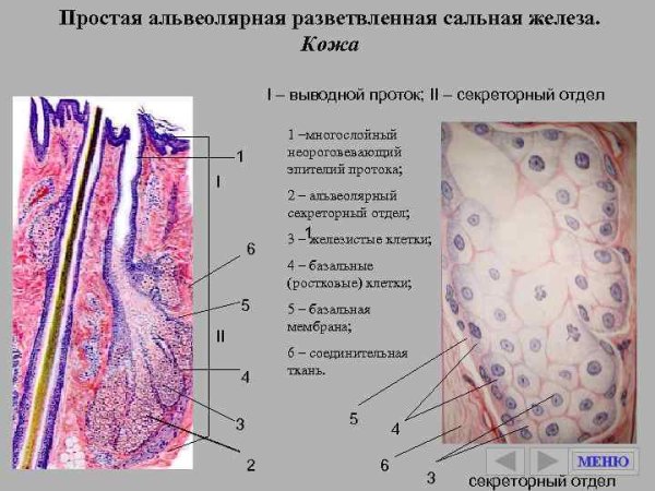 Экзокринные железы строение