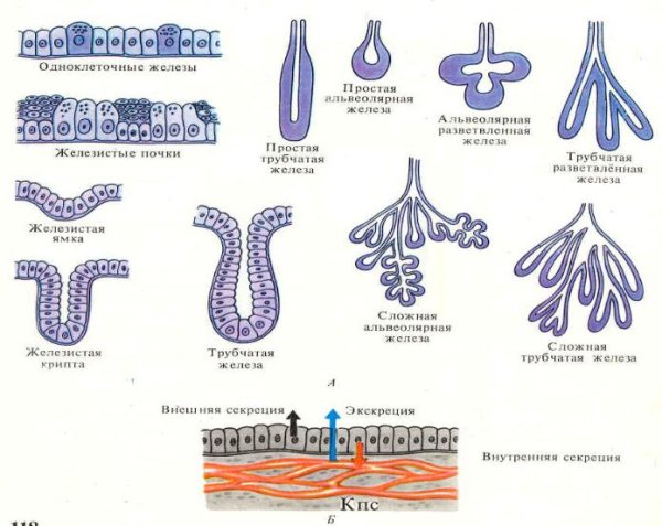 Сложная разветвленная альвеолярная железа