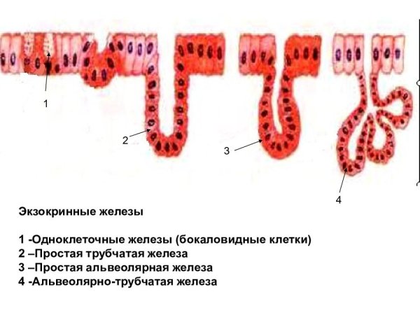 Молочная железа схема гистология