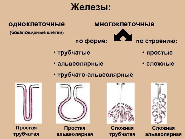 Простая альвеолярная разветвленная сальная железа