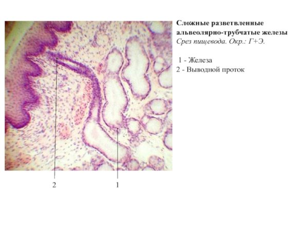 Простая трубчатая железа строение