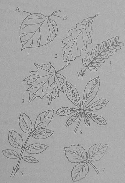 Листья простые и сложные жилкование