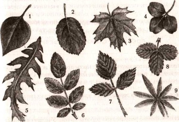 Тройчатосложный черешковый лист