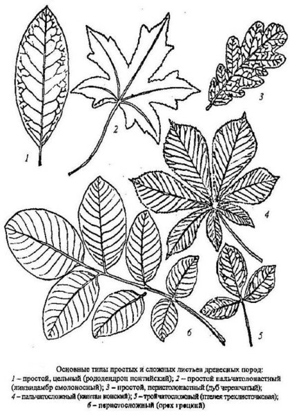 Жилкование листа ясеня