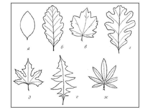 Лист клена форма края листа: