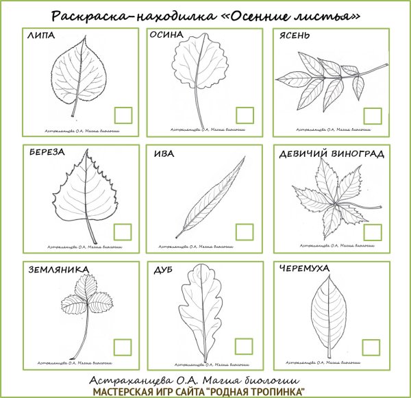 Форма листа дерева