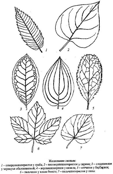 Вяз обыкновенный жилкование