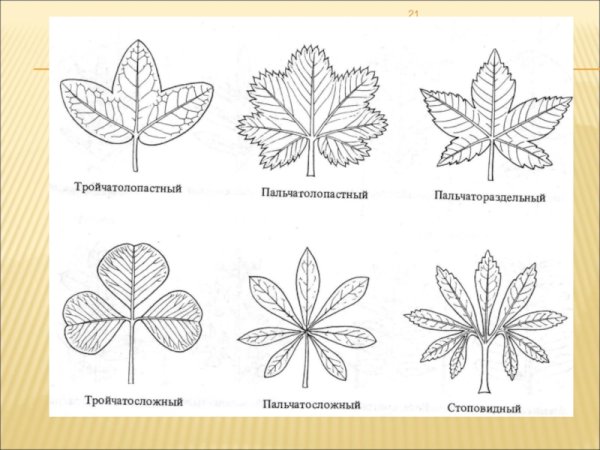 Пальчато лопастная форма листа
