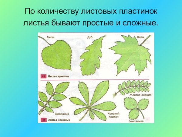 Простые листовые пластинки