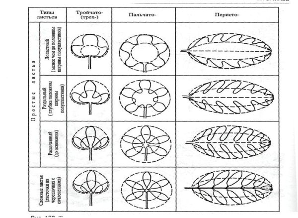 Тип листа по форме листовой пластинки