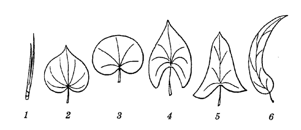 Особые формы листовых пластинок