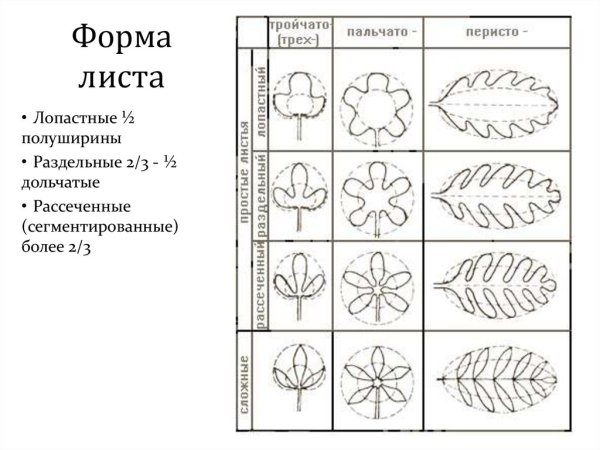 Типы расчленения листовой пластинки простого листа
