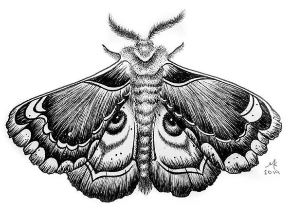 Мотылек зарисовка