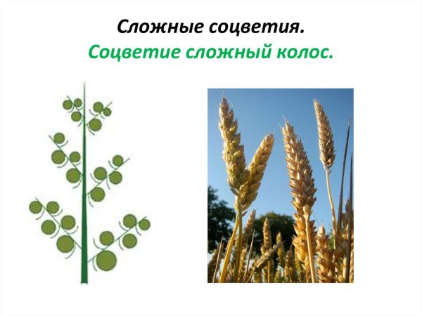Характеристика соцветия сложный Колос
