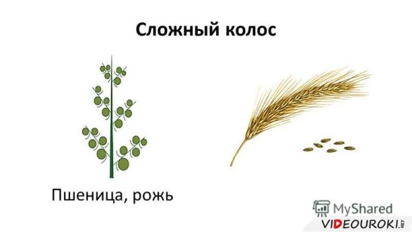 Сложный Колос рисунок
