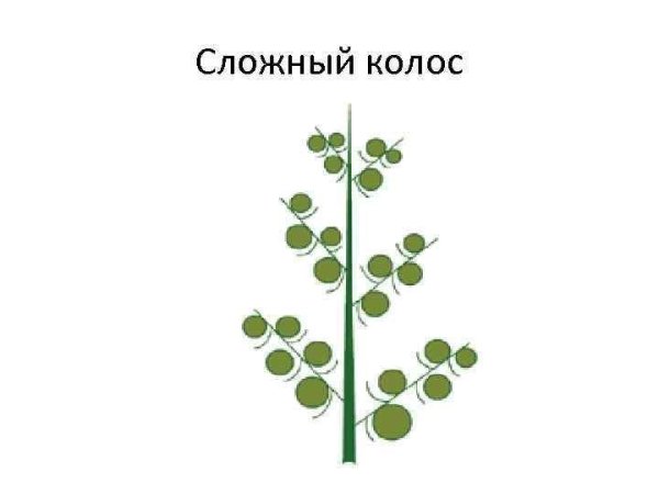 Соцветие сложный Колос рисунок