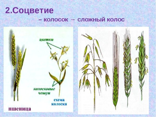 Сложные соцветия сложный Колос